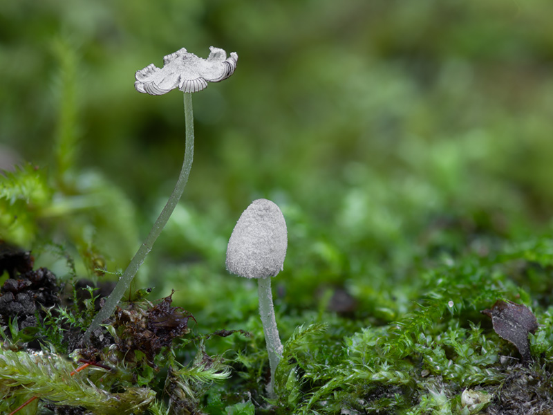 Coprinopsis laanii Coprinopsis laanii